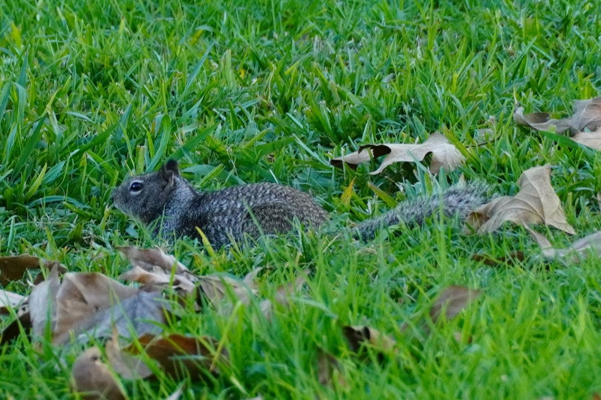 Ardillón de California - ML646682991