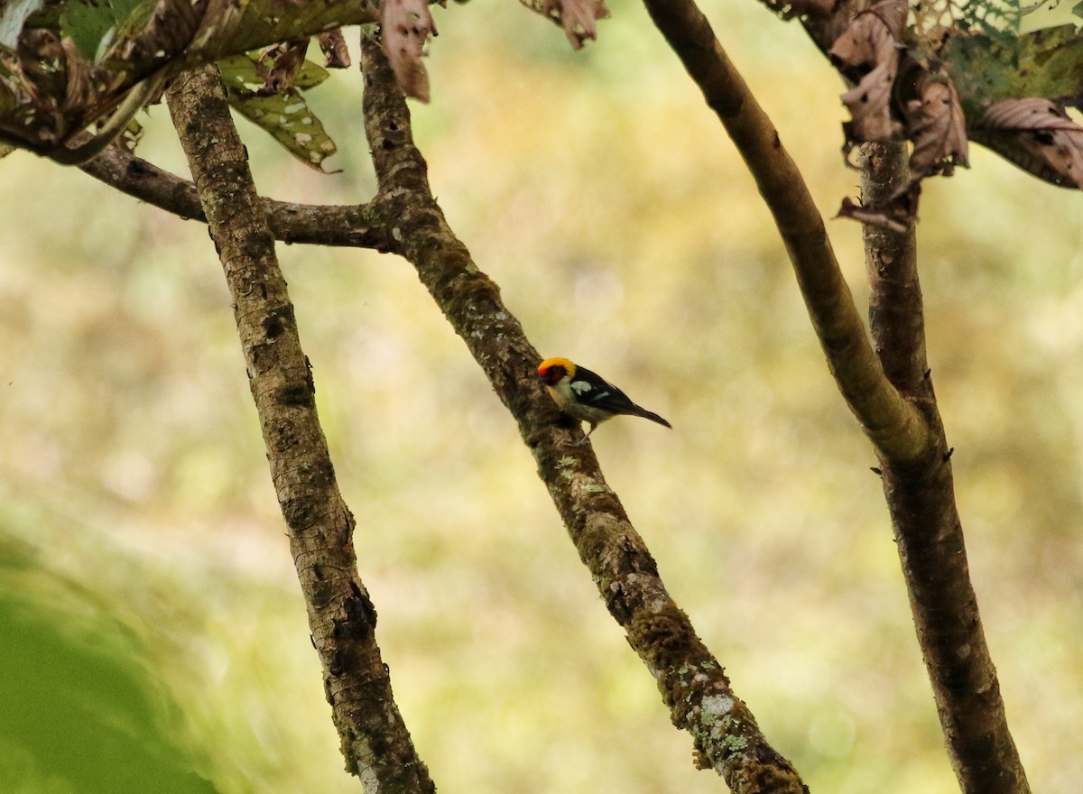 Flame-faced Tanager - ML646682992