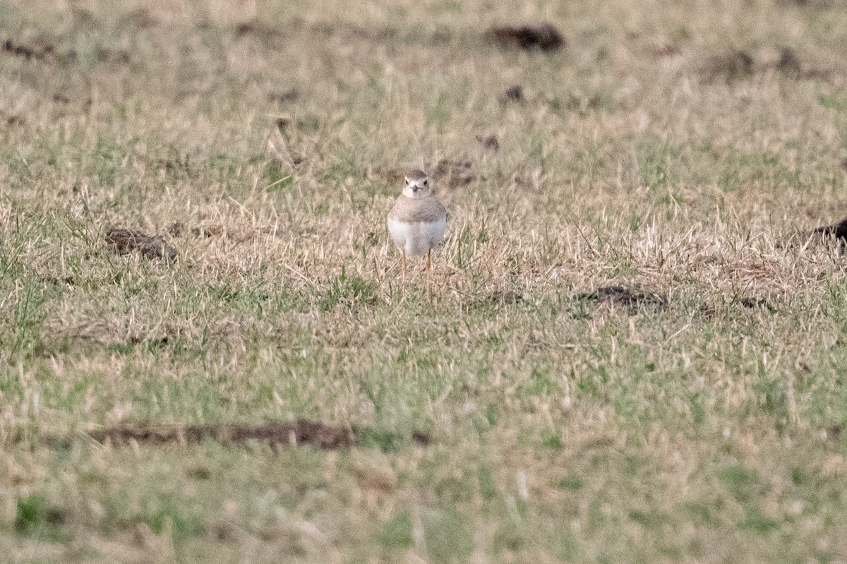 Пісочник довгоногий - ML646682997