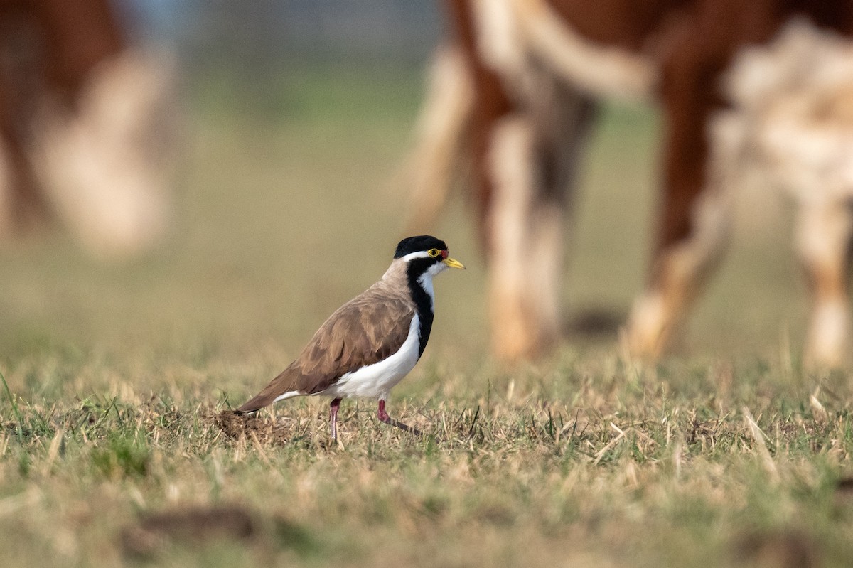 Чайка білогорла - ML646683005