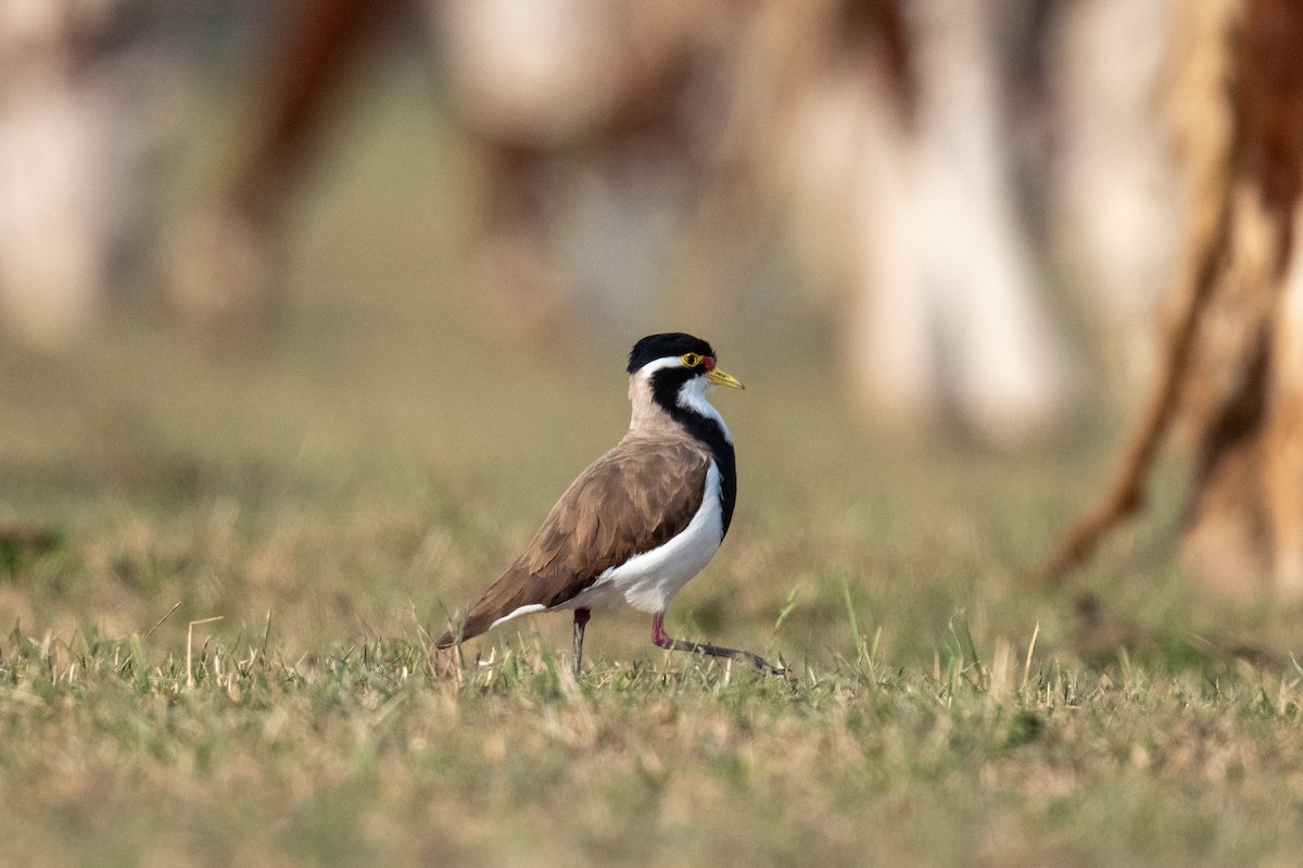 Чайка білогорла - ML646683006