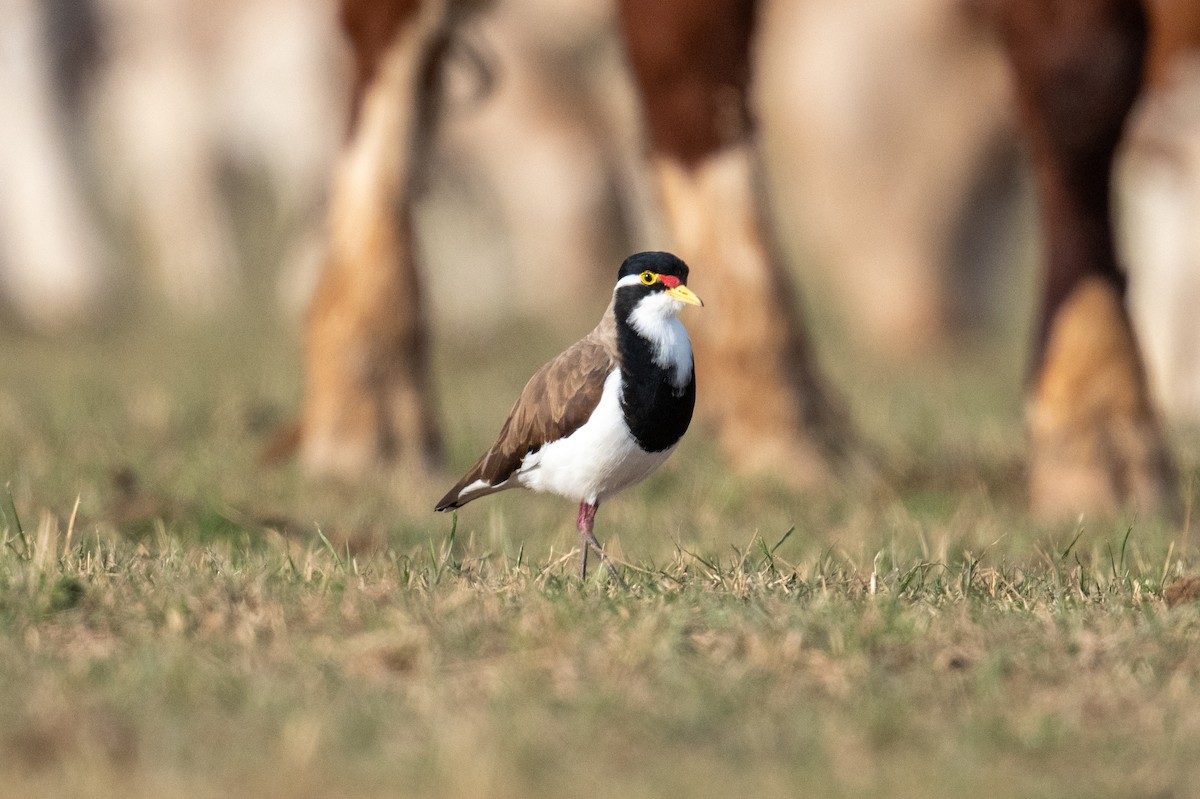 Чайка білогорла - ML646683007