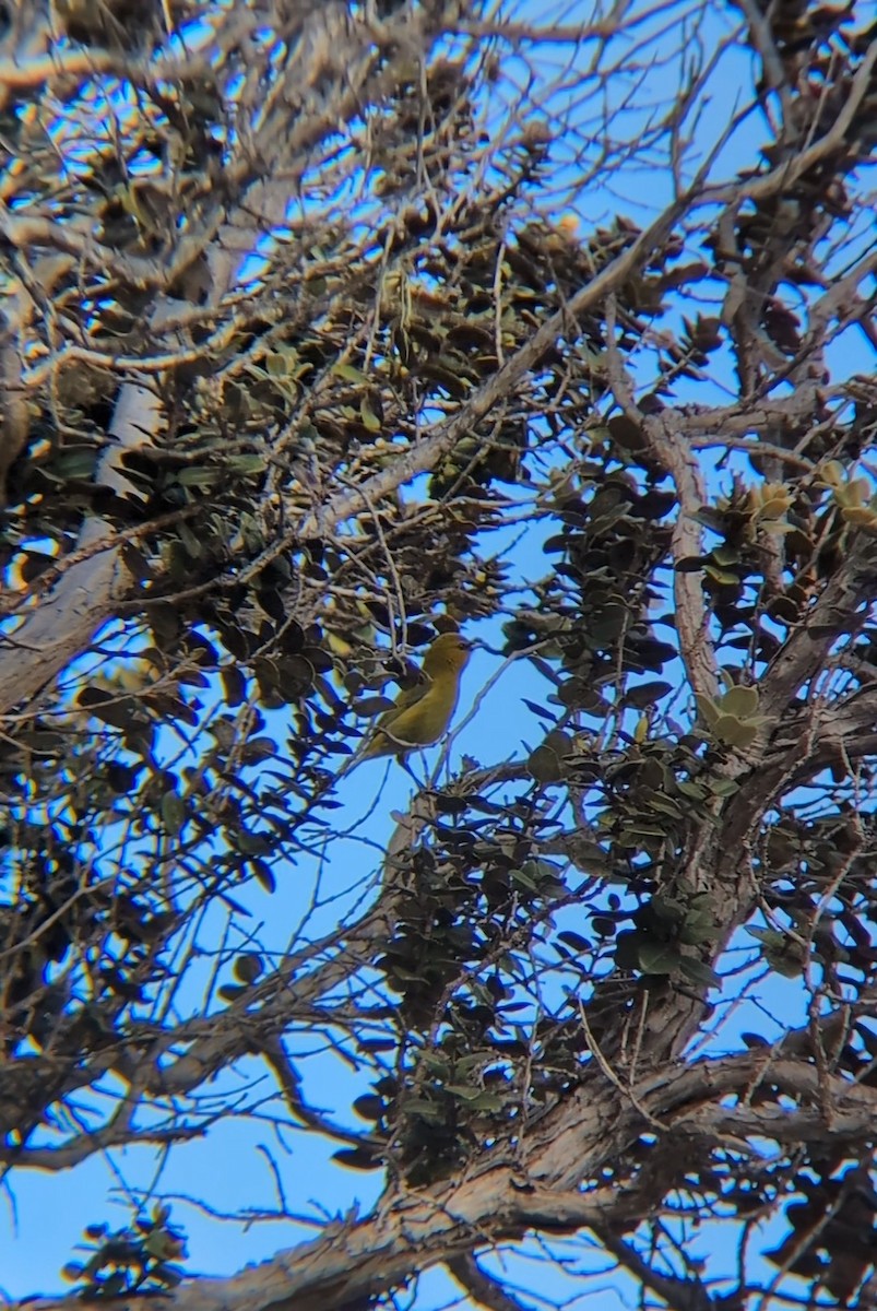 Амакиги зелений - ML646683008