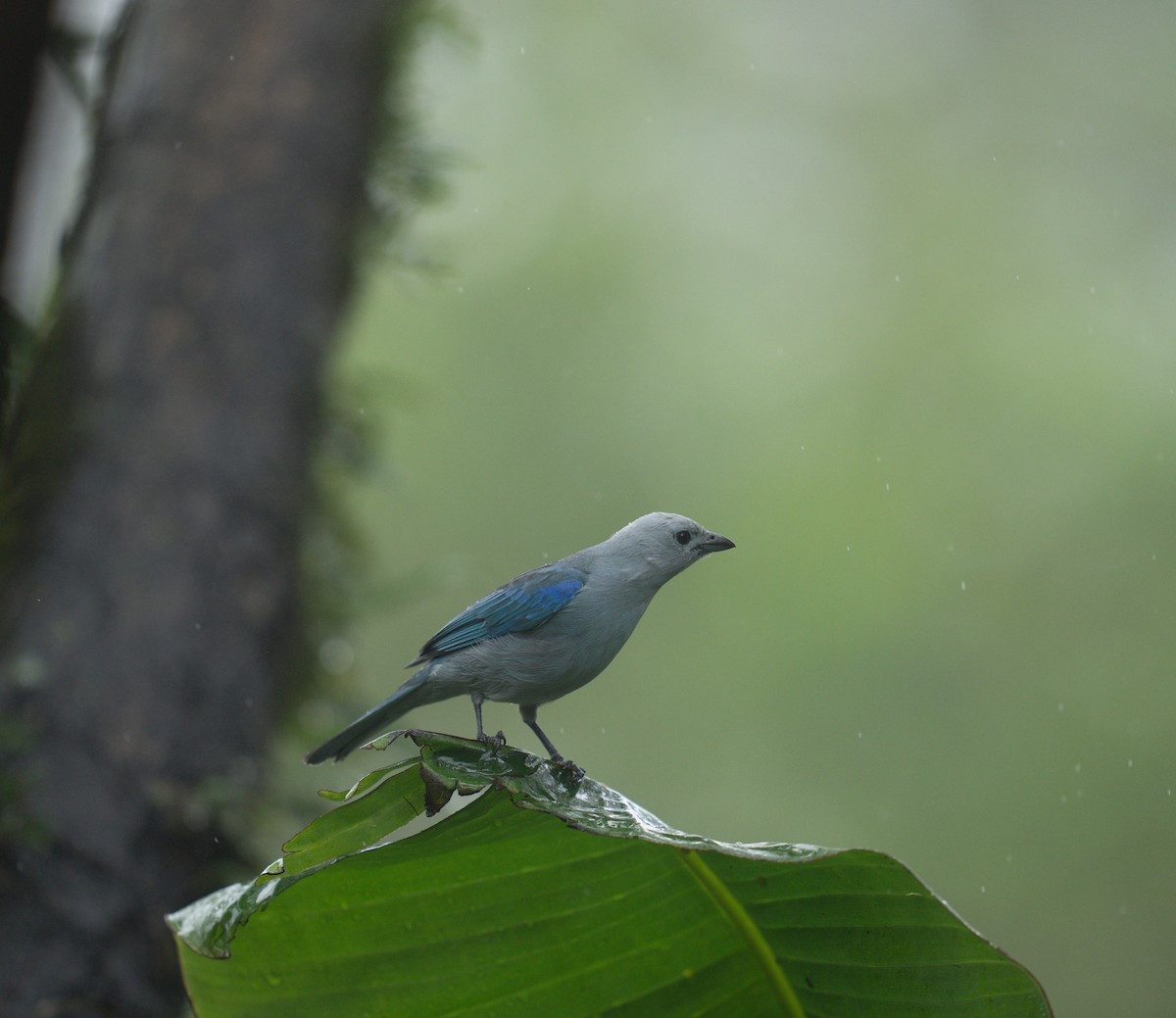 Саяка блакитна - ML646683009