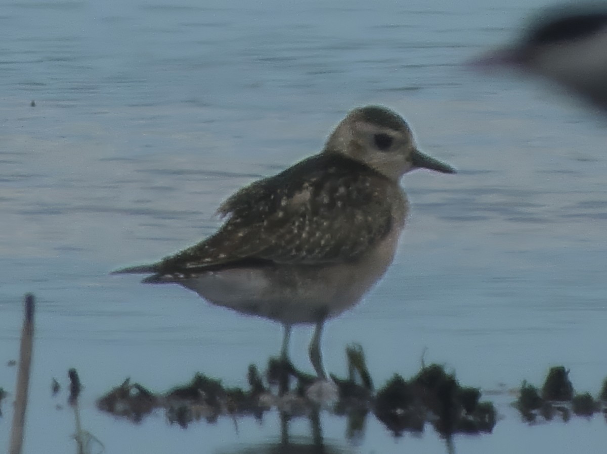 Сивка бурокрила - ML646683010