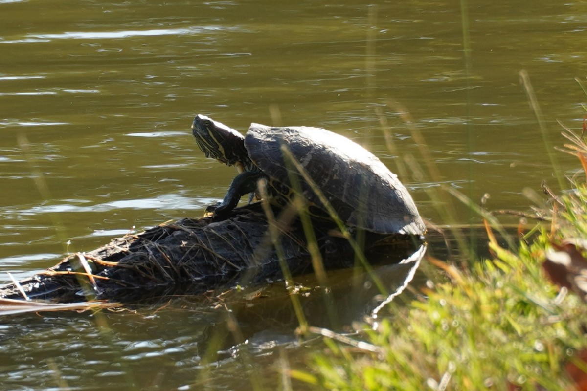 Tortuga pinta - ML646683011