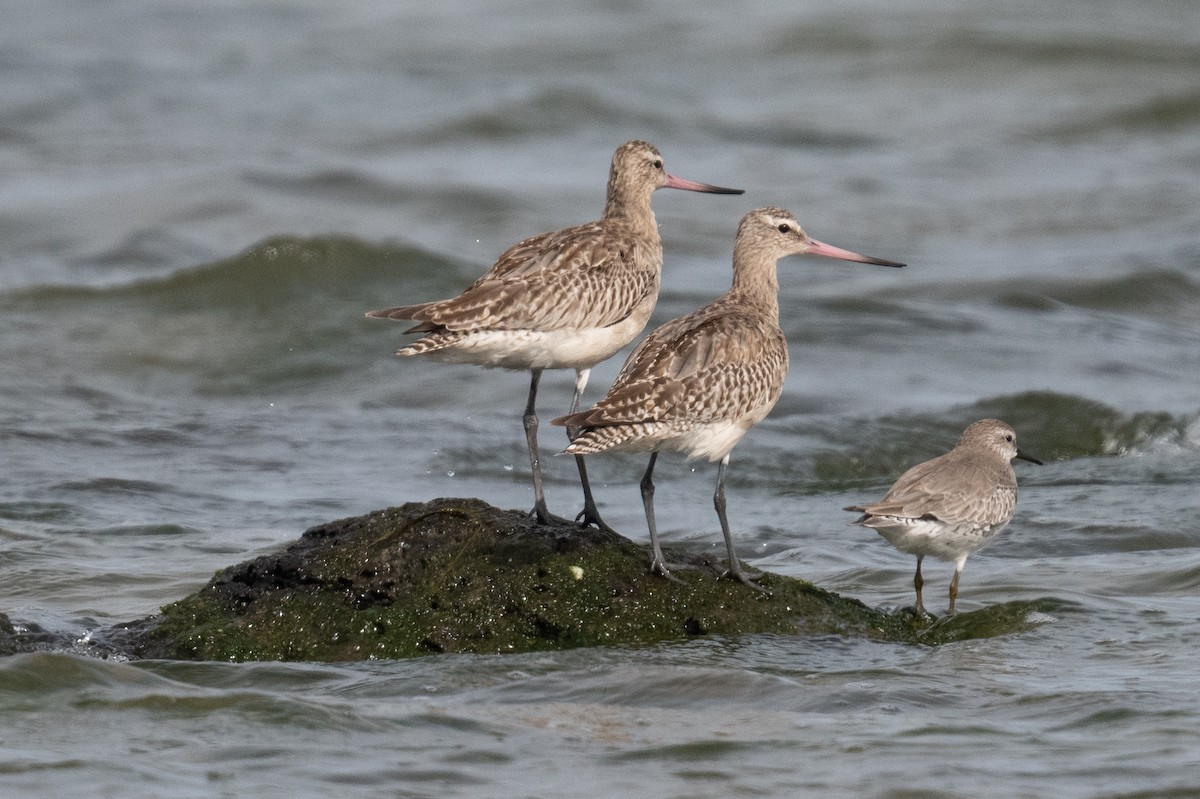 Грицик малий - ML646683012