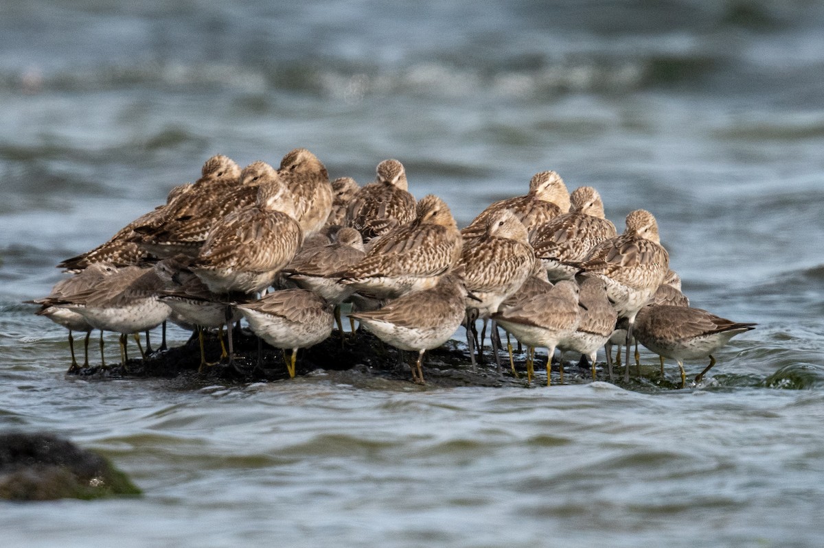 Грицик малий - ML646683013