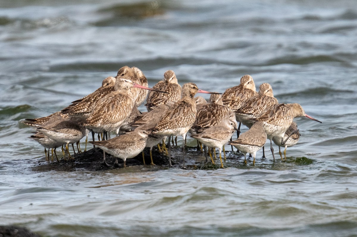 Грицик малий - ML646683014