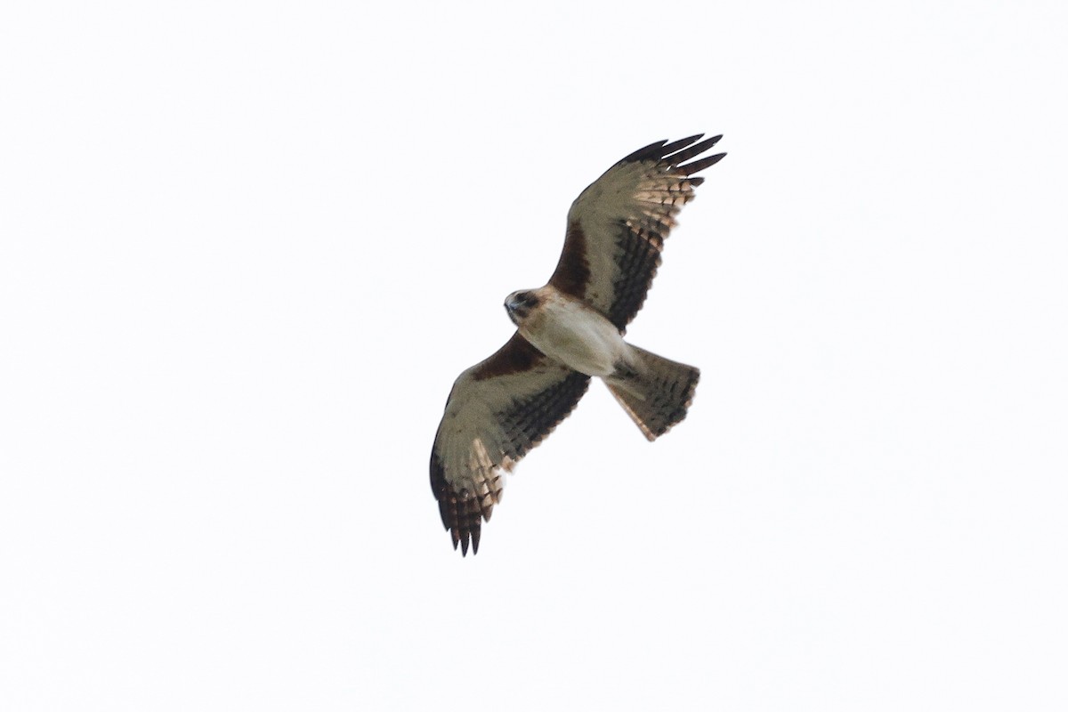 Орел-карлик австралійський - ML646683015