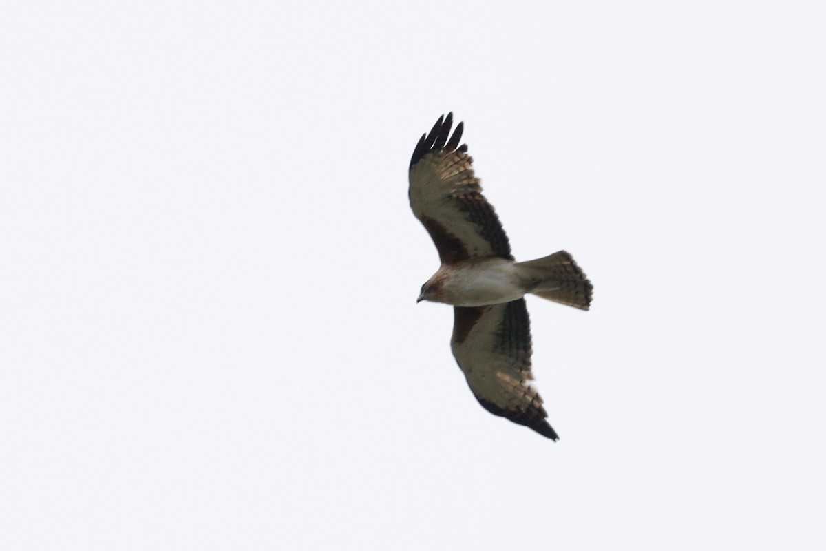 Орел-карлик австралійський - ML646683016