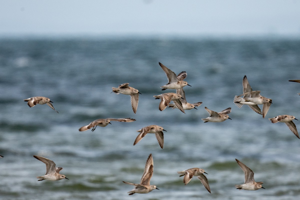 Побережник ісландський - ML646683017