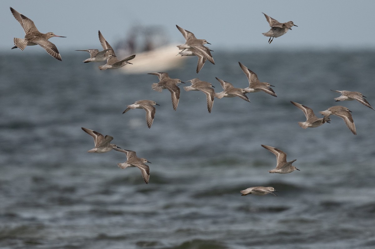 Побережник ісландський - ML646683018