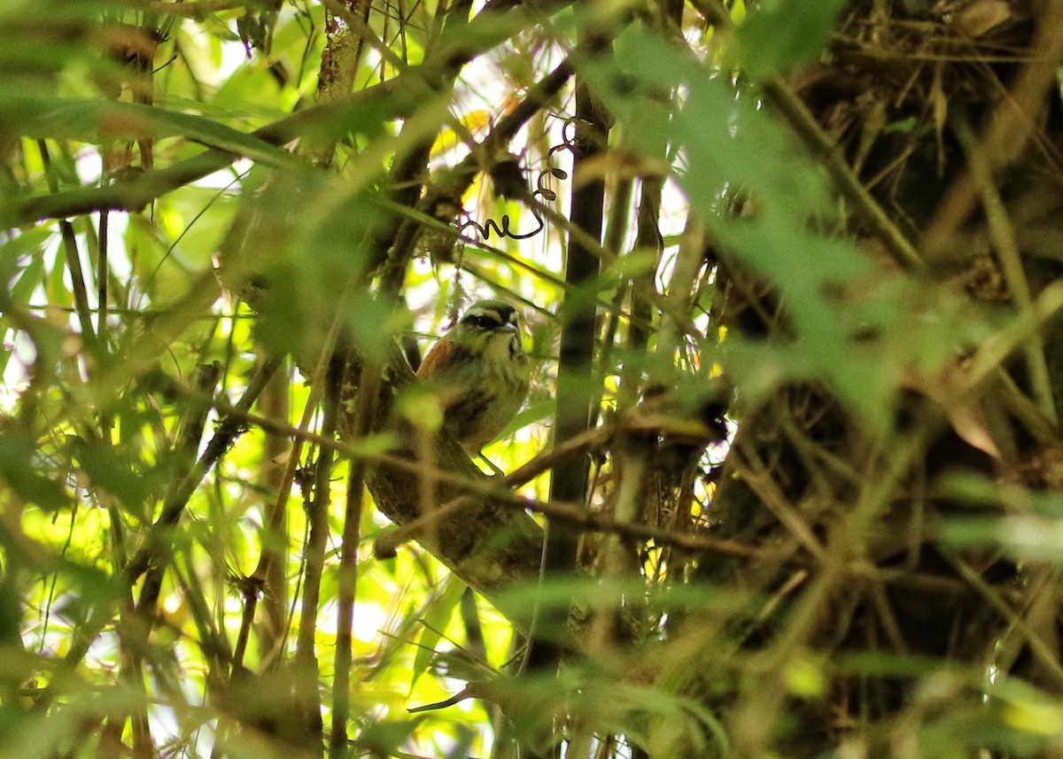 Поплітник інкійський - ML646683019