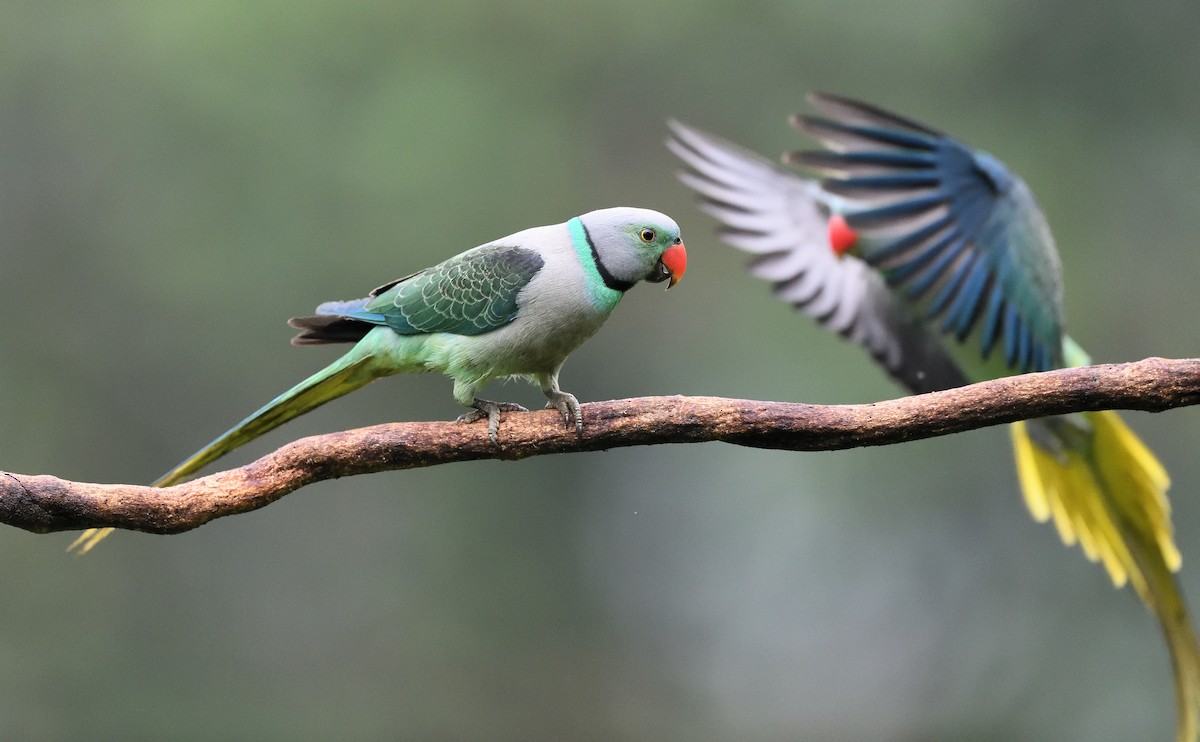 Папужець малабарський - ML646683020