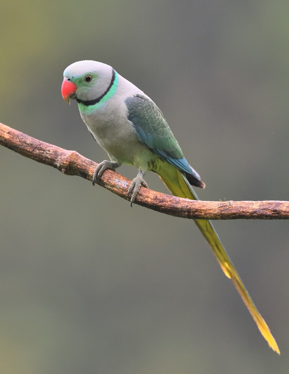 Папужець малабарський - ML646683021