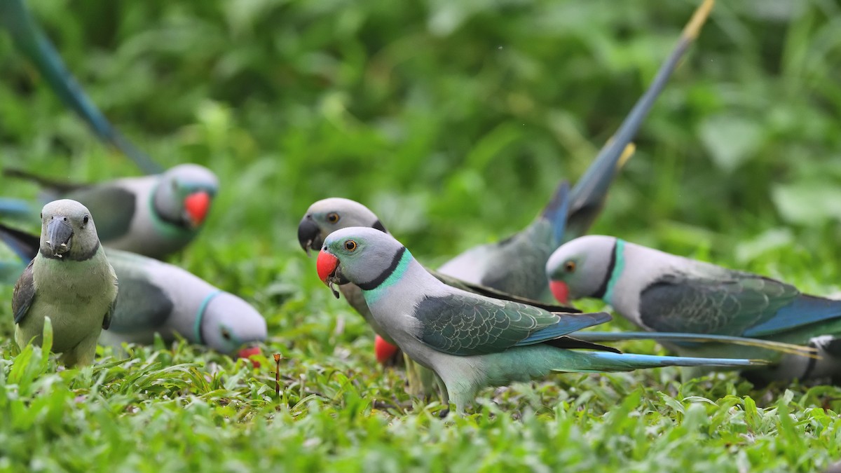 Папужець малабарський - ML646683022