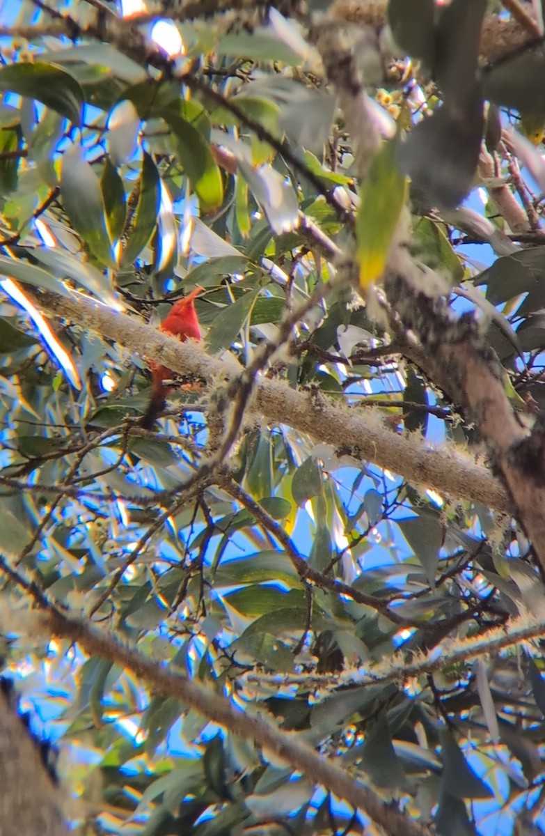 Іві - ML646683023