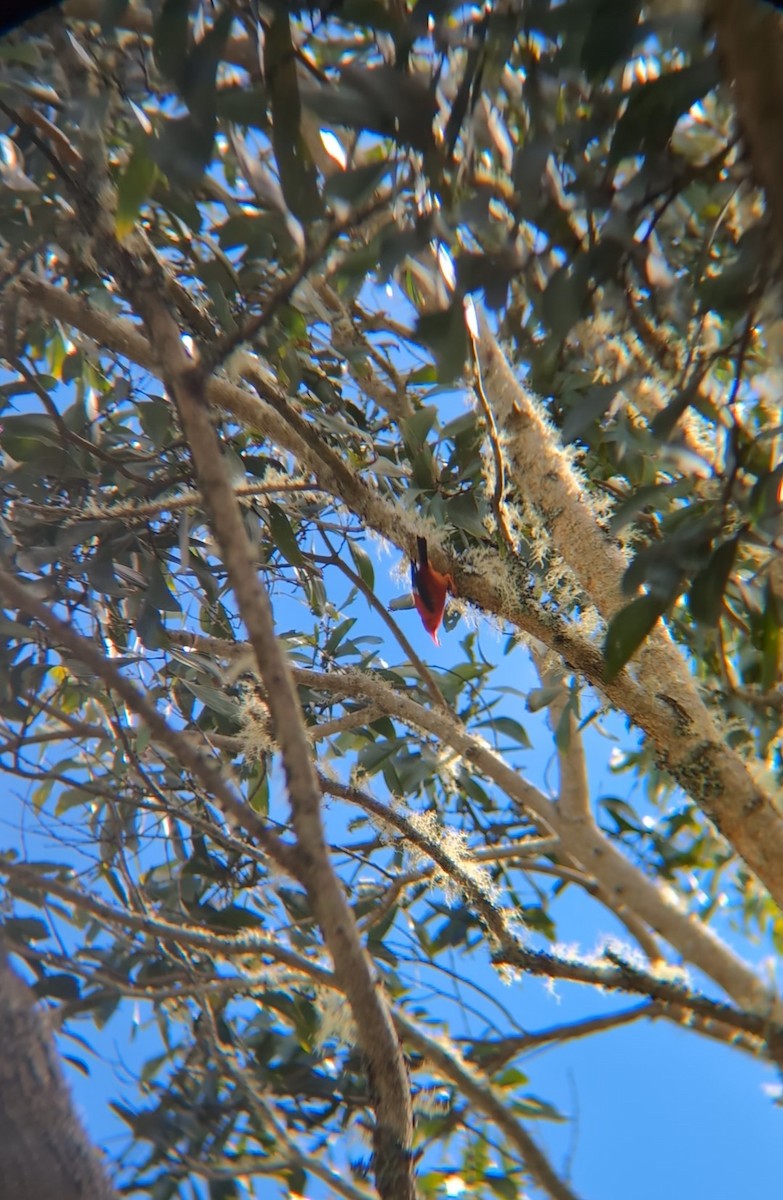 Іві - ML646683024