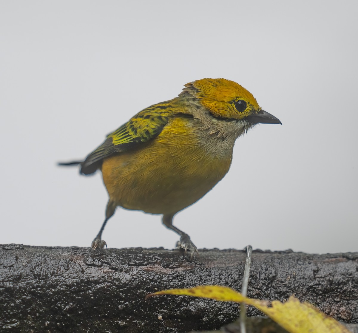 Танагра цитринова - ML646683025