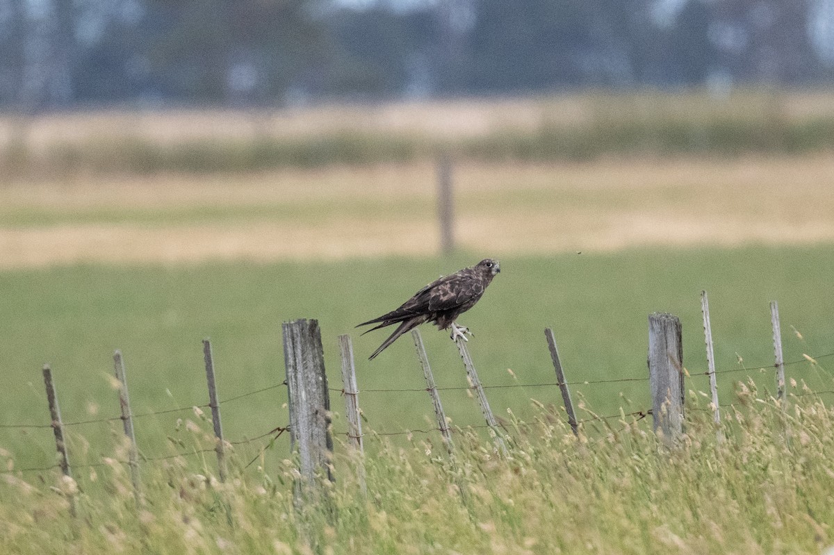 Сокіл чорний - ML646683027