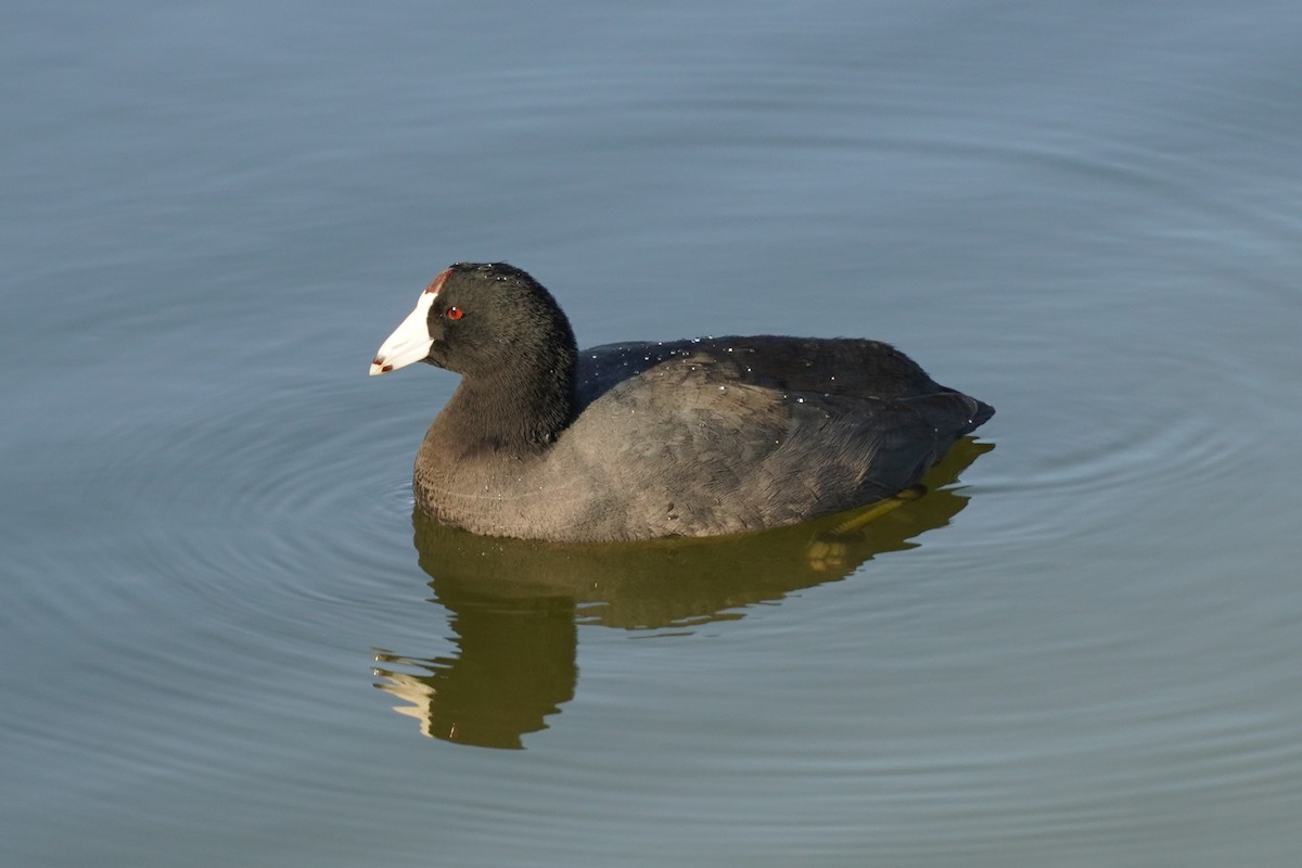 Лиска американська - ML646683028