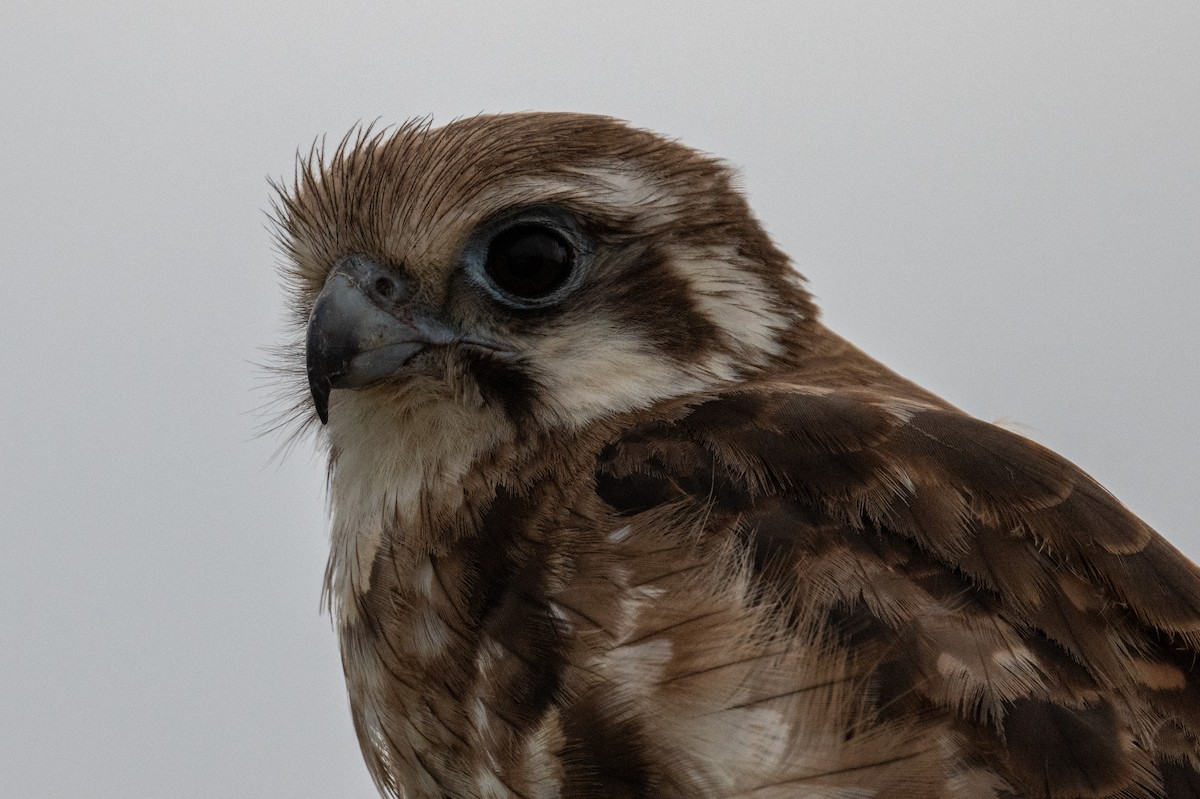 Сокіл бурий - ML646683029