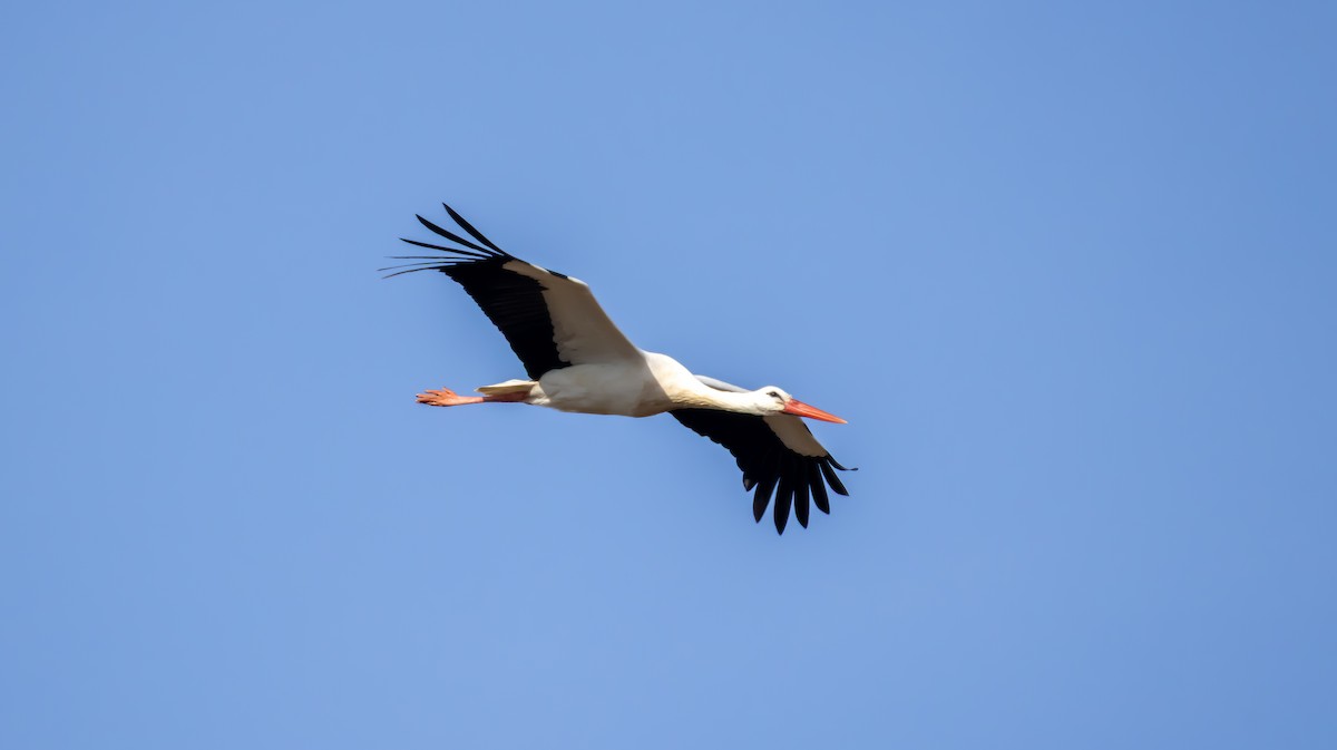 Лелека білий - ML646683030