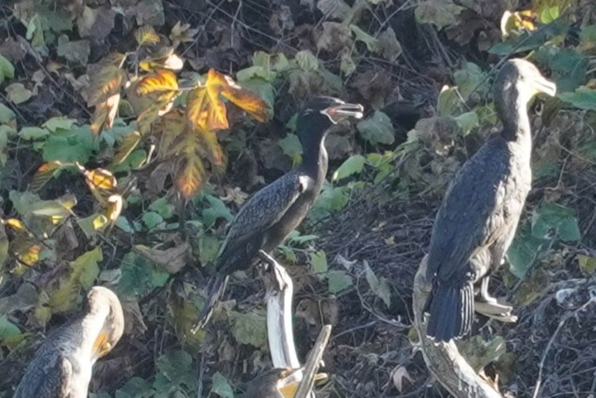 Баклан бразильський - ML646683031