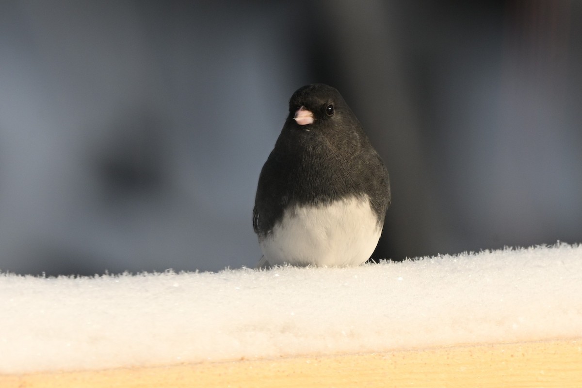 Юнко сірий - ML646683032