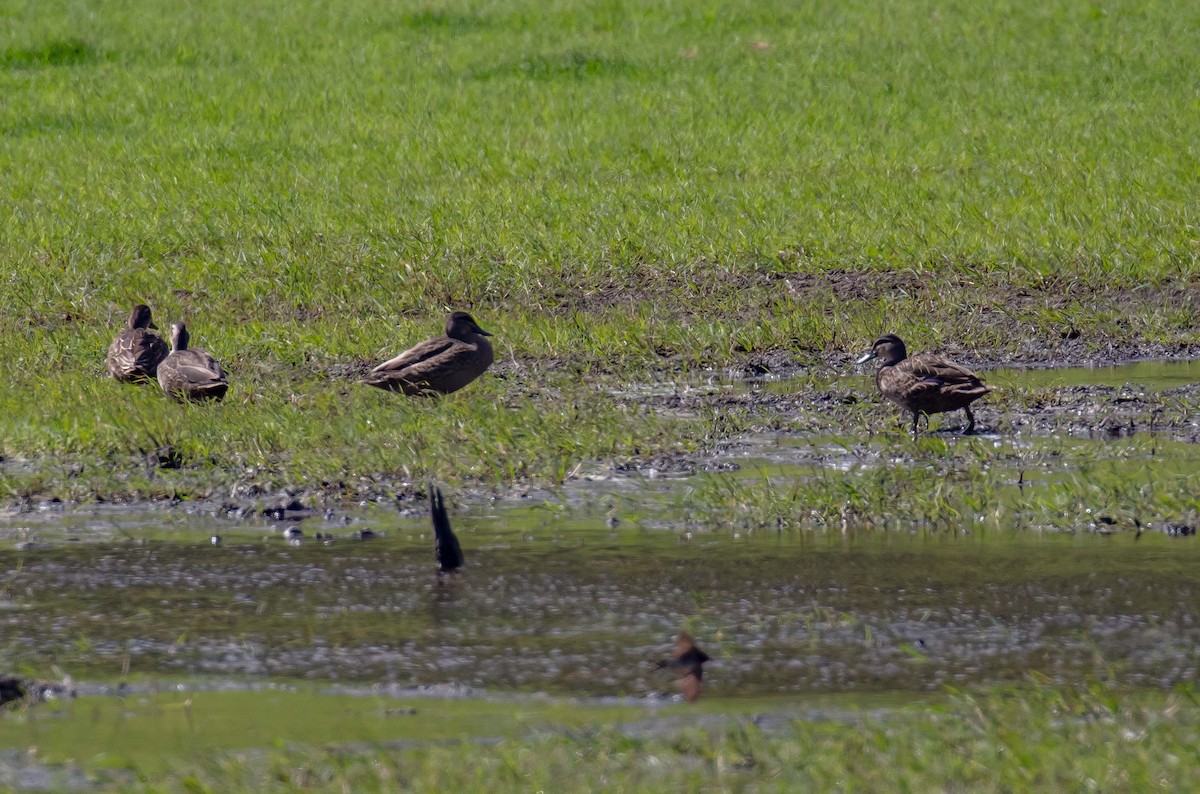Pacific Black Duck x Mallard (hybrid) - ML646683033