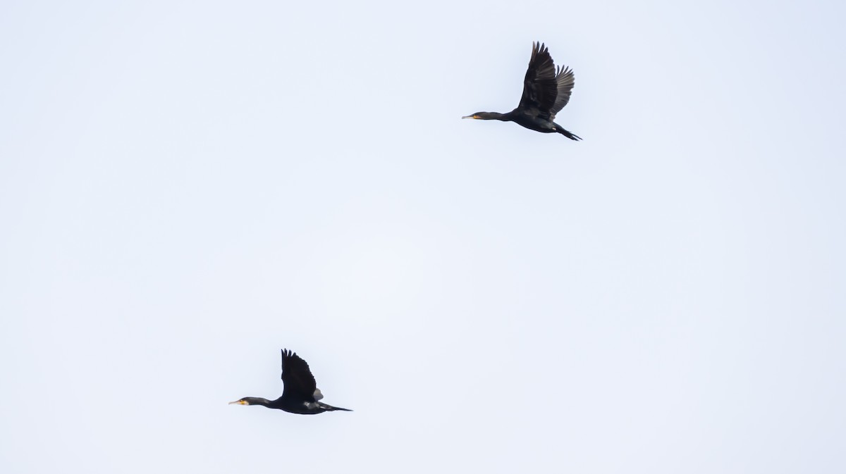 Баклан великий - ML646683034