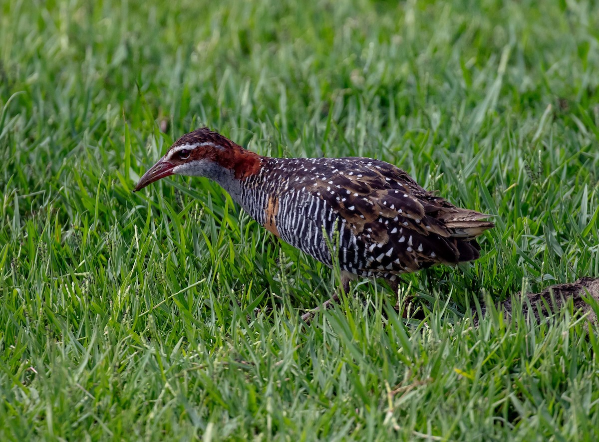 Buff-banded Rail - ML646683035