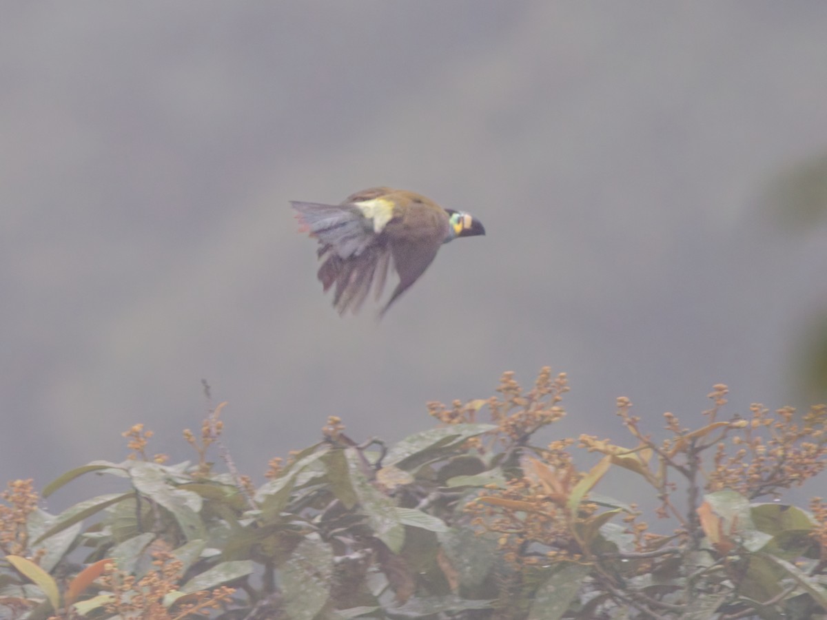 Андигена строкатодзьоба - ML646683036