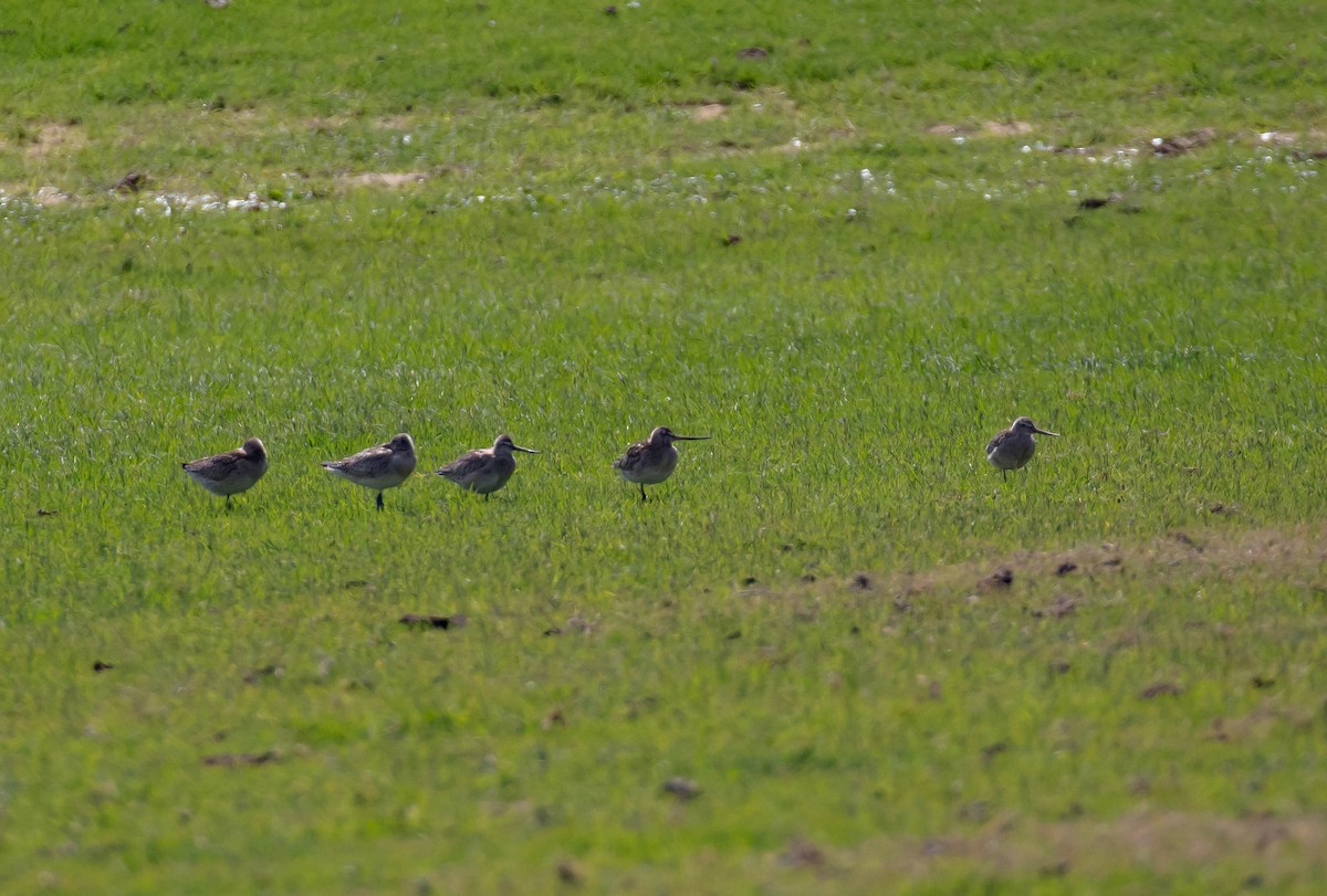 Bar-tailed Godwit - ML646683037