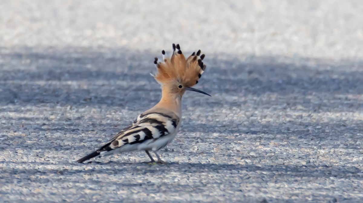 Одуд євразійський - ML646683038