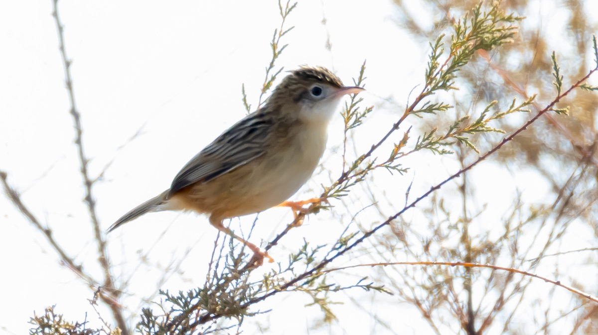 Zitting Cisticola - ML646683041
