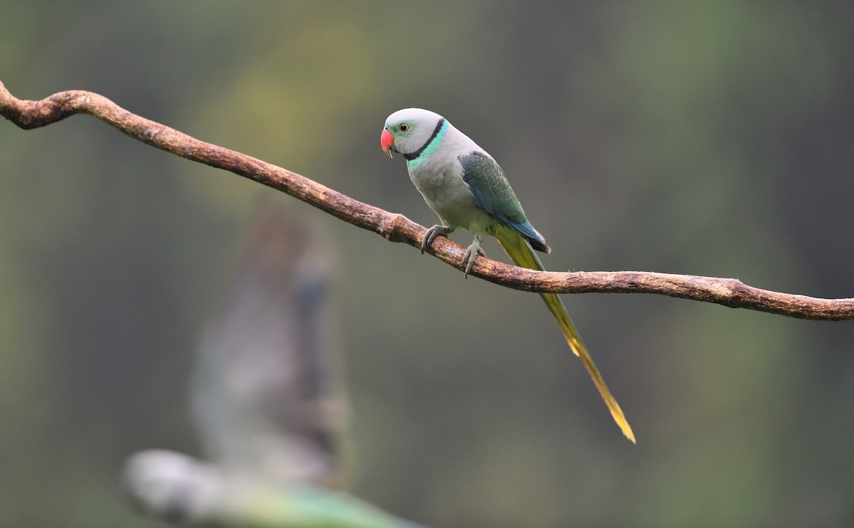 Malabar Parakeet - ML646683042