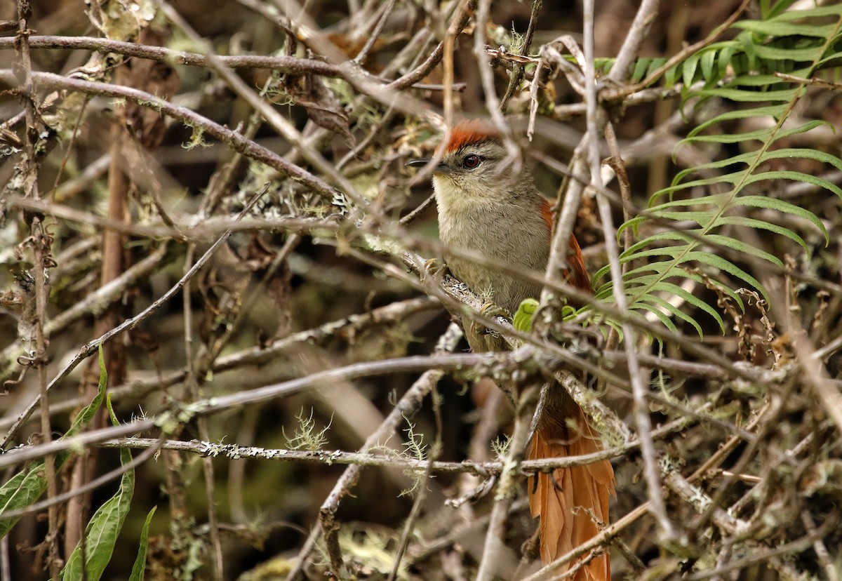 Marcapata Spinetail - ML646683044