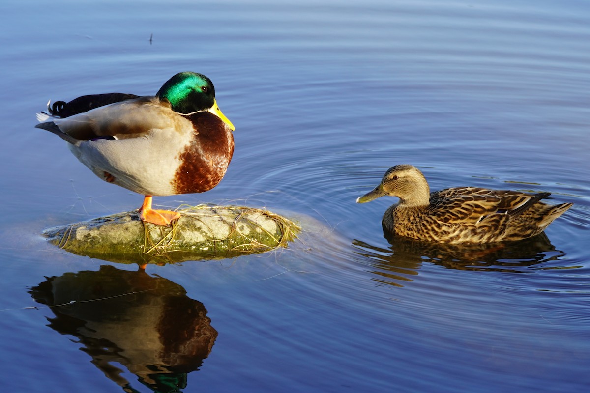 Ánade Azulón - ML646683045