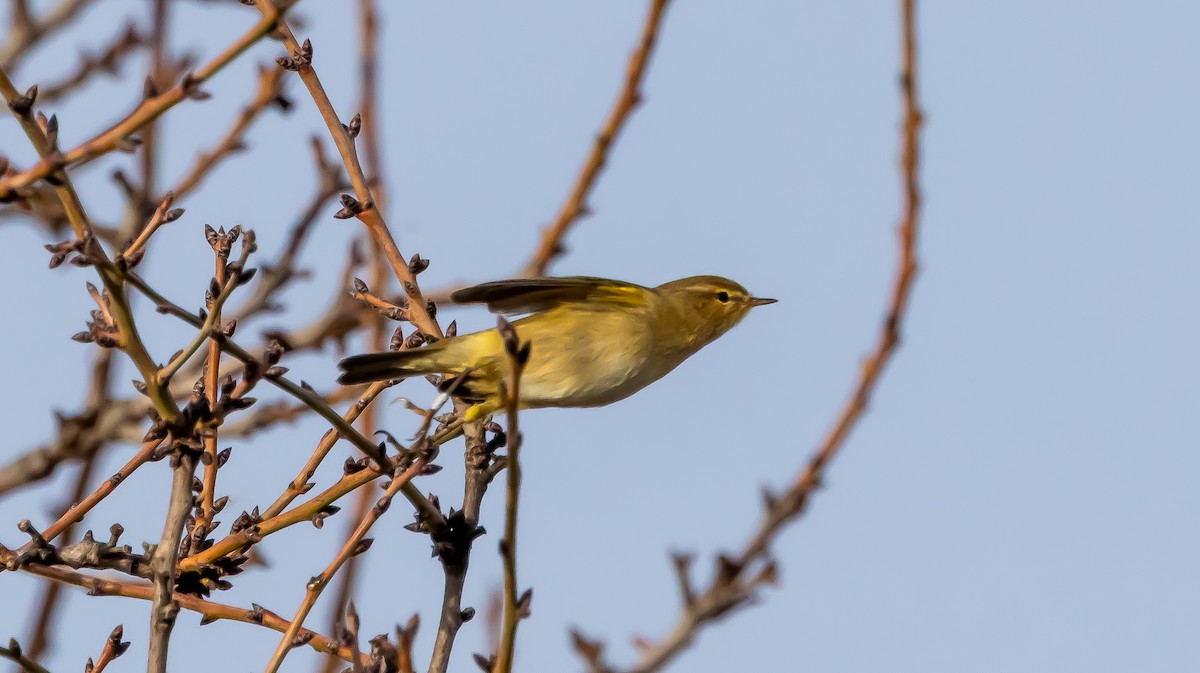 Common Chiffchaff - ML646683046