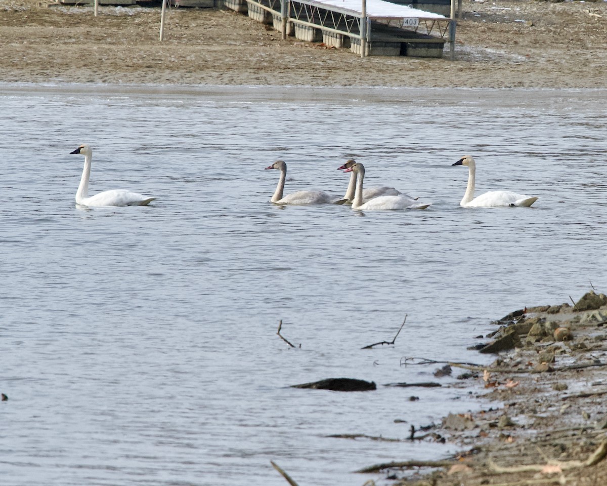 Американский лебедь - ML646683047