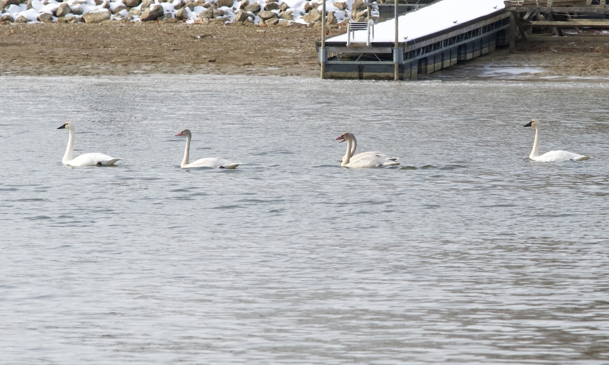 Американский лебедь - ML646683048