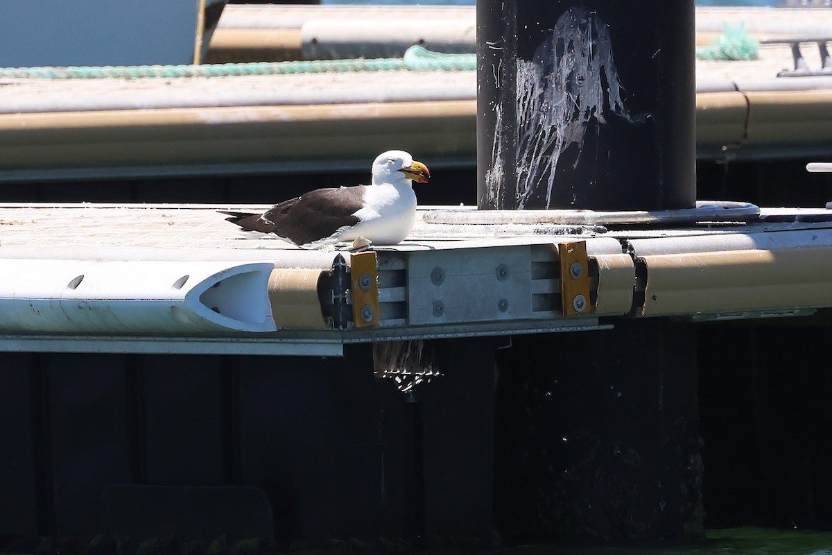 Pacific Gull - ML646683049
