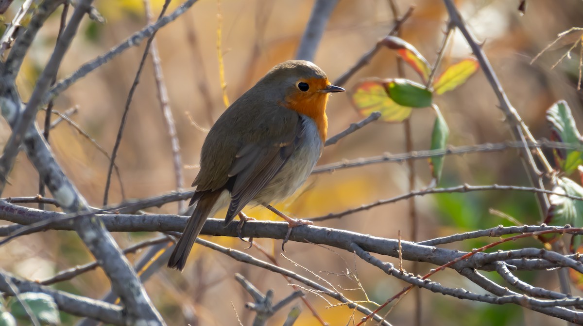 European Robin - ML646683050