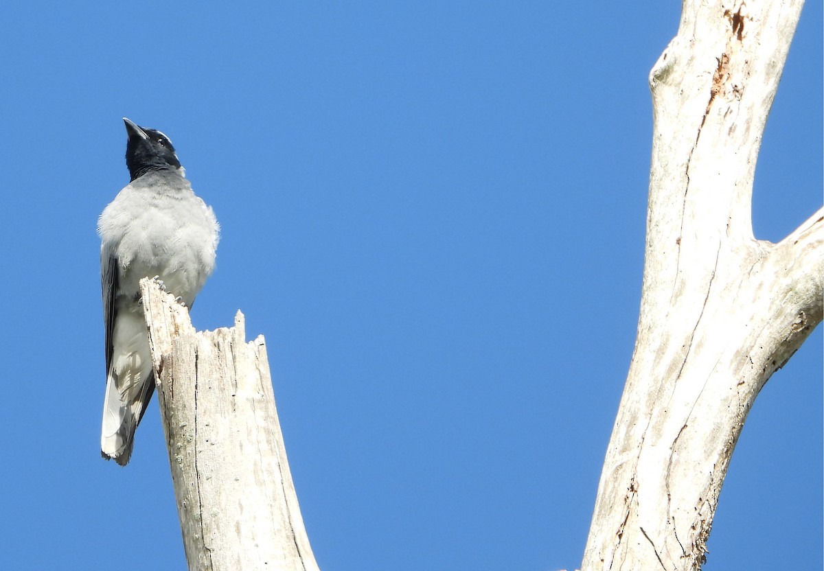 Black-faced Cuckooshrike - ML646683052