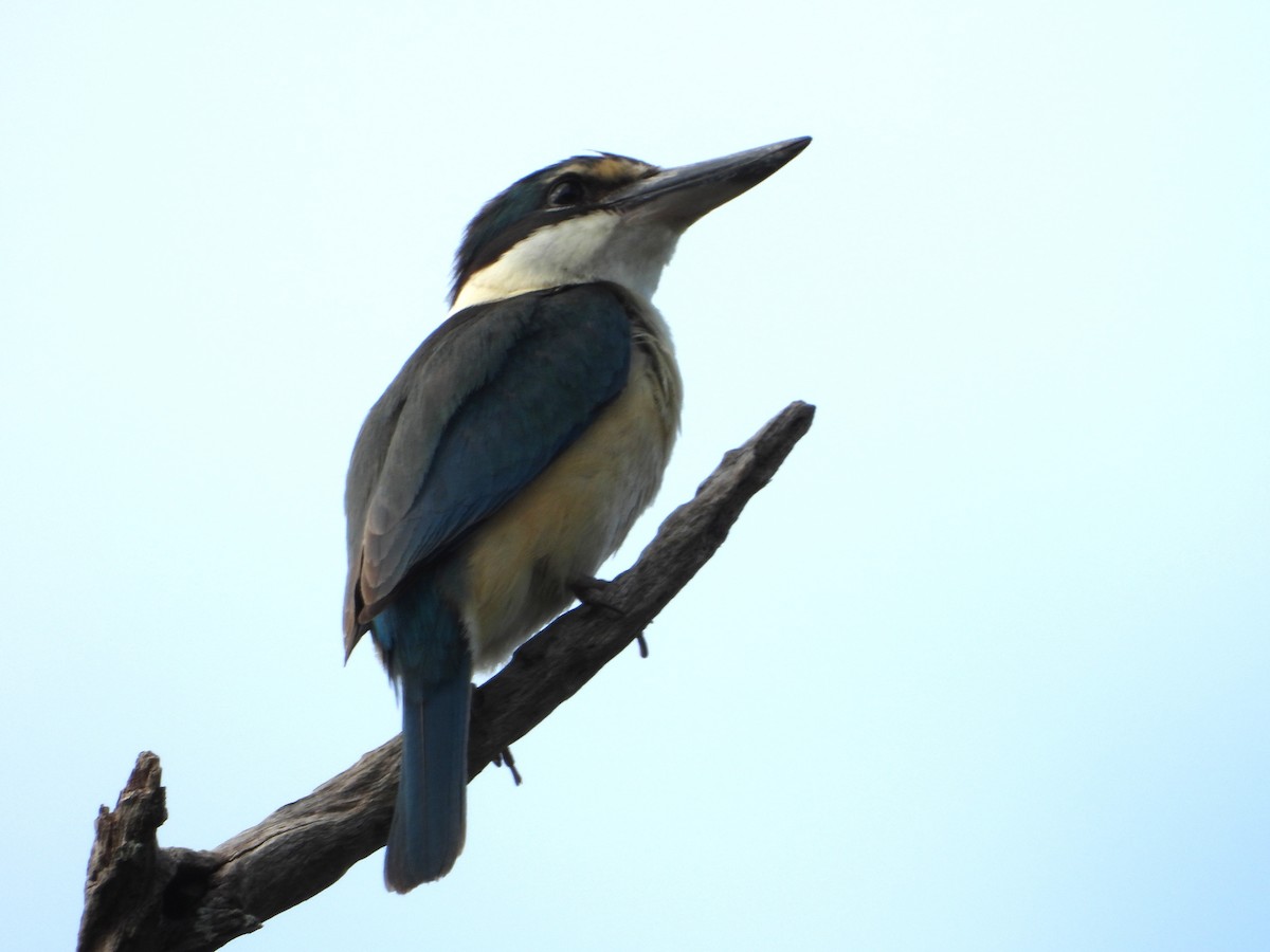 Sacred Kingfisher - ML646683054