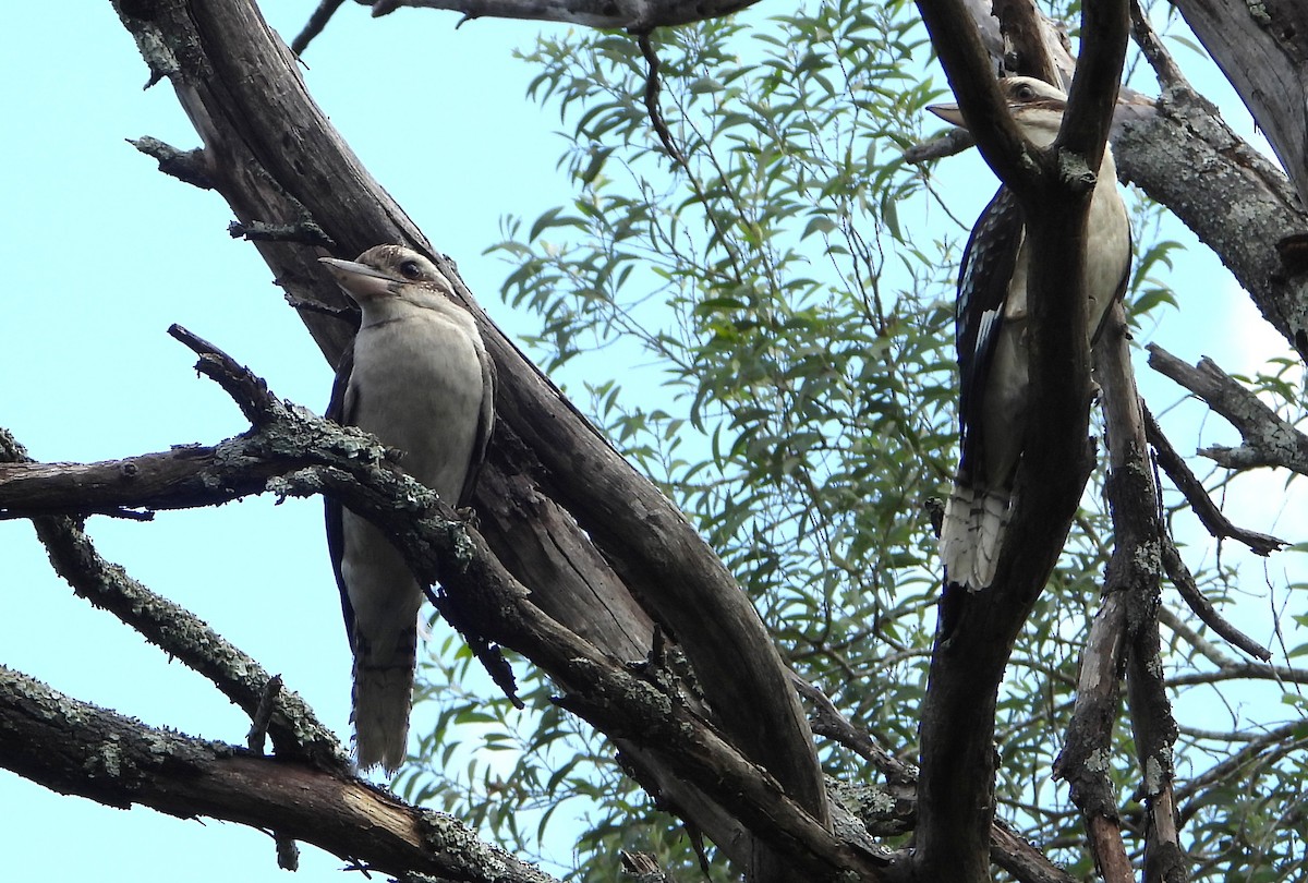 Laughing Kookaburra - ML646683055
