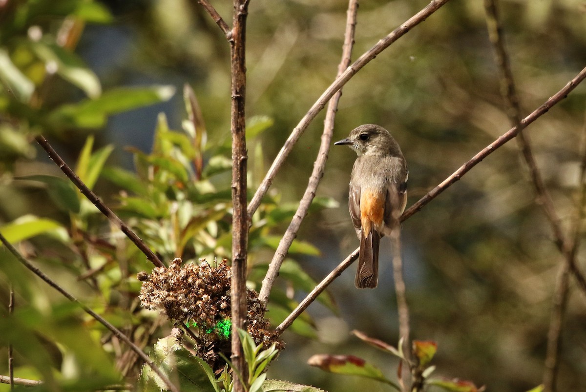White-winged Black-Tyrant - ML646683058