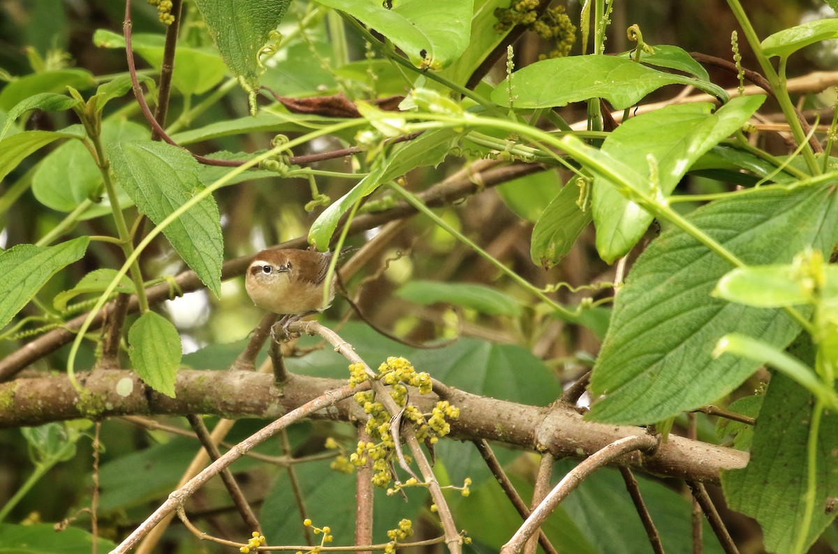 Mountain Wren - ML646683079